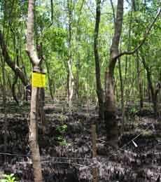 Árvores foram marcadas uma a uma e área de estudo delimitada